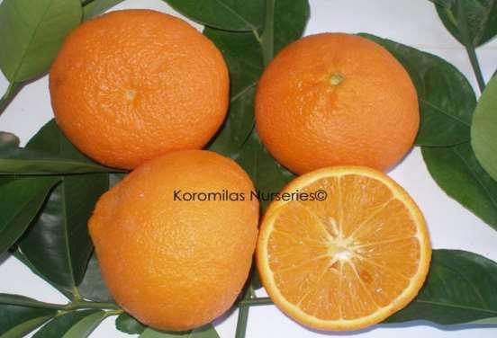 156 Ortanique Επιλογές SRA (Station de Recherches Agrumicoles - SRA) Οι ποικιλίες αυτές είναι επιλογές της Μαροκινής Κλημεντίνης που δημιουργήθηκαν στην Κορσική.