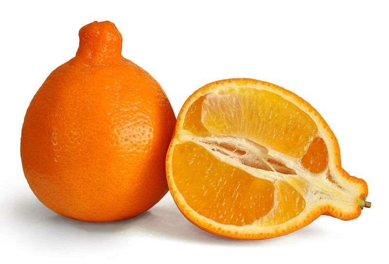 158 Minneola Οι καρποί του μοιάζουν πολύ με τα μανταρίνια, είναι μεγάλου μεγέθους, στρόγγυλοι με χαρακτηριστικό λαιμό, που τους κάνει να αναγνωρίζονται εύκολα από τους καταναλωτές, λιγόσπερμοι έως