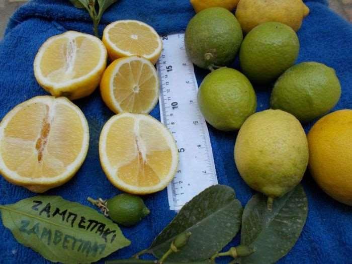 172 Οι καρποί της είναι μέσου μεγέθους και προτιμούνται στην εσωτερική αγορά, σε αντίθεση με τους μεγαλόκαρπους καρπούς της Verna και της Lisbon.