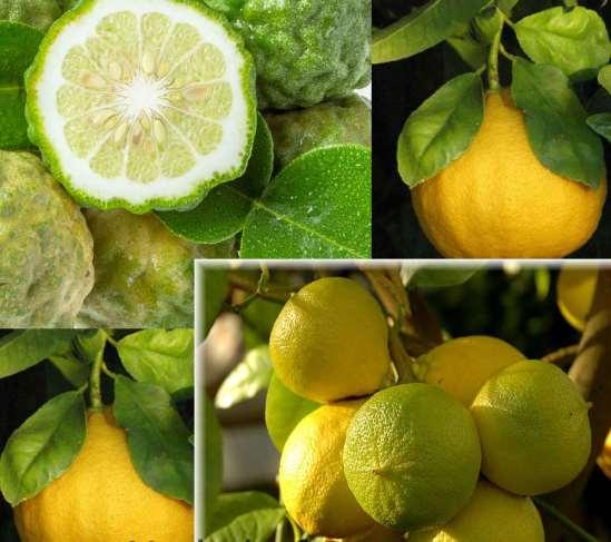 Bergamot