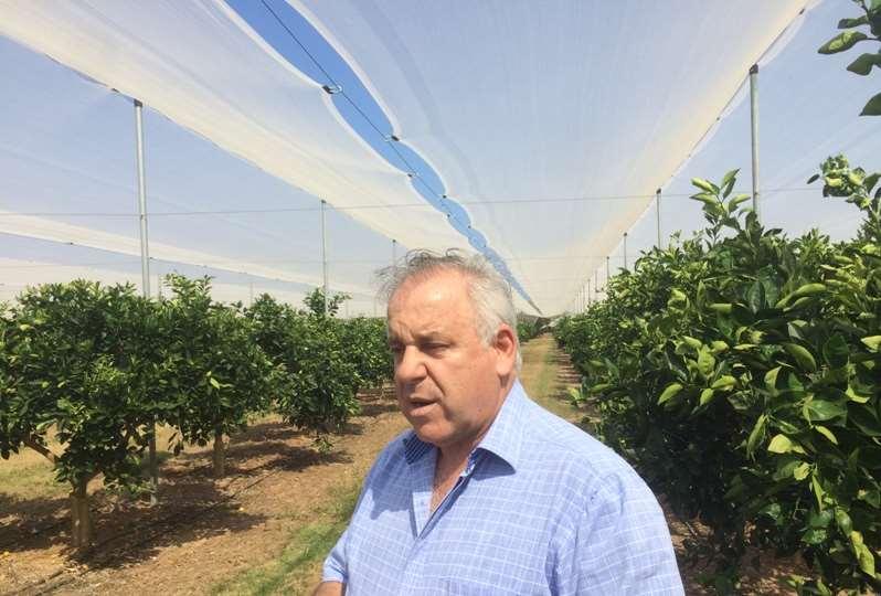 Καλλιέργεια εσπεριδοειδών
