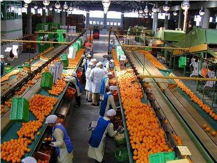 Αυτό οφείλεται στη δράση ενδογενών γιββερελλινών κατά τη διάρκεια της έντονης βλάστησης.