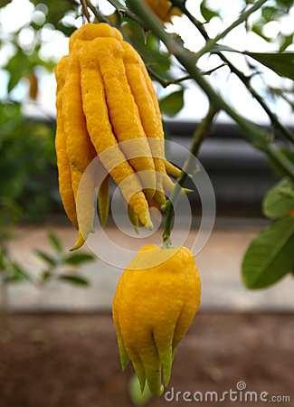 21 Eίδος καλλωπιστικού εσπεριδοειδούς Citrus medica L. var. sarcodactylis Swingle.