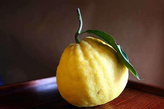 aurantium