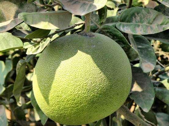 Φράππα Citrus