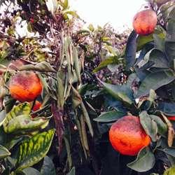61 ΕΓΚΑΤΑΣΤΑΣΗ ΟΠΩΡΩΝΑ Οι σπουδαιότεροι παράγοντες που πρέπει να μελετώνται πριν την εγκατάσταση μιας φυτείας εσπεριδοειδών είναι το κλίμα της περιοχής, το έδαφος, το νερό άρδευσης, η επιλογή του