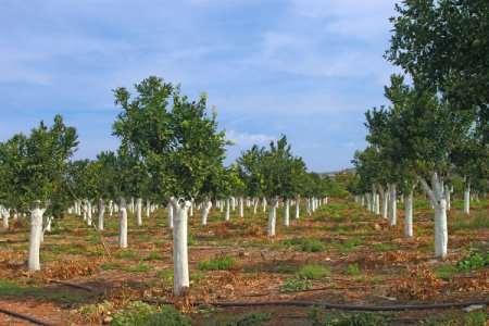 79 της καλλιεργούμενης ποικιλίας ή ακόμα και τους είδους. Άσπρισμα του κορμού για προστασία των δένδρων από ηλιόκαυμα.