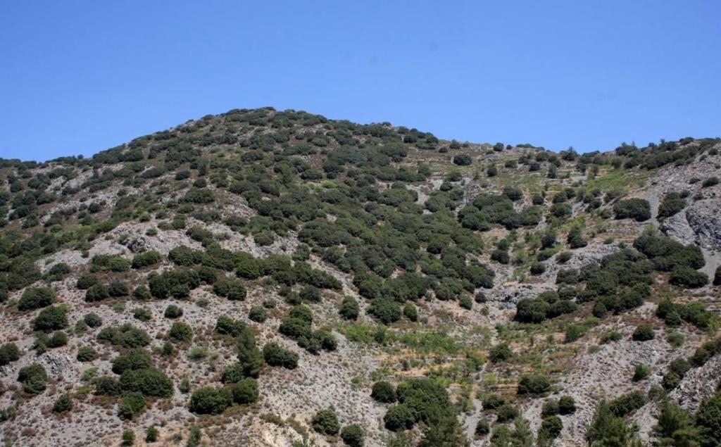 Μεγάλο λίπος Λατίνο πουλί