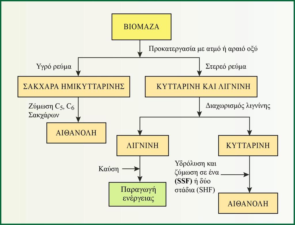 ιδιαίτερα ανθεκτική και πρέπει να διασπαστεί μερικώς, ώστε να επιτραπεί η δράση των ενζύμων για την εν συνεχεία μετατροπή (υδρόλυση) της κυτταρίνης προς γλυκόζη.
