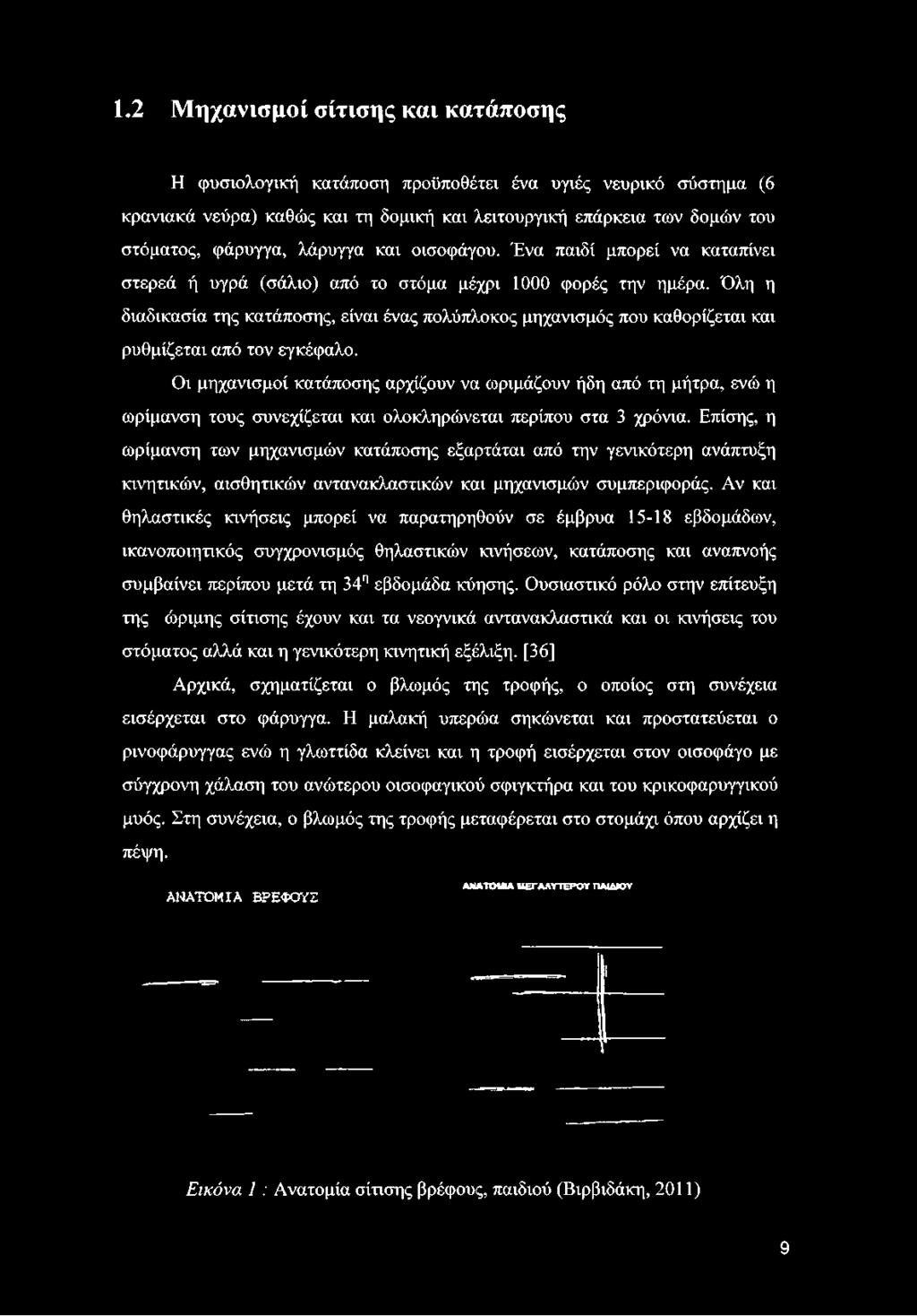 Όλη η διαδικασία της κατάποσης, είναι ένας πολύπλοκος μηχανισμός που καθορίζεται και ρυθμίζεται από τον εγκέφαλο.