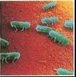 Κατηγορίες Βιολογικών κίνδυνων: Βακτήρια, Ιοί και Παράσιτα (πρωτόζωα-σκώληκες) και μικροοργανισμοί αλλοίωσης.