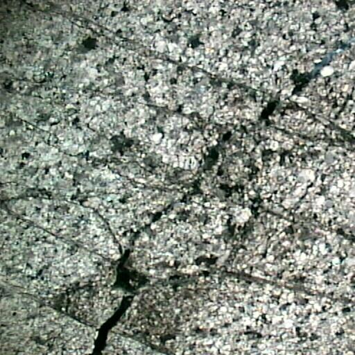 Πυκνό δίκτυο μικροδιακλάσεων (ερυθρό βέλος) διασχίζει την υπέρ-λεπτόκοκκη δολομιτική μάζα του πετρώματος. Nicols //, μεγέθυνση Χ12,5.