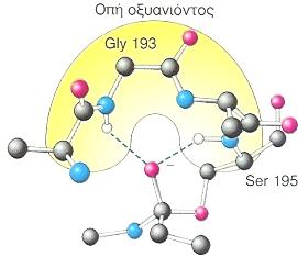 πυρηνοφιλική προσβολή της υδροξυλικής ομάδας της σερίνης 195 στο καρβονυλικό άτομο άνθρακα του υποστρώματος (βήμα 2).