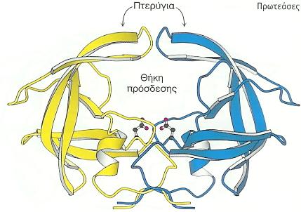 Εικόνα 29: Η δομή και η θήκη πρόσδεσης της πρωτεάσης του HIV. Η πρωτεάση είναι ένα διμερές πανομοιότυπων υπομονάδων (δείχνονται με μπλε και κίτρινο), που η κάθε μία απαρτίζεται από 99 αμινοξέα.