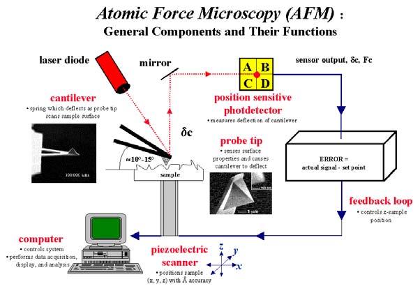1.4.2 Αρχή λειτουργίας μικροσκοπίας ατομικής δύναμης και οργανολογία Η λειτουργία ενός AFM μικροσκοπίου στηρίζεται εν γένει στις ίδιες αρχές με αυτές του STM μικροσκοπίου.