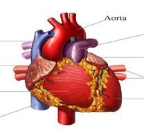 HIPOPOTASEMIA Pierderi excesive de K pe cale renală Hiperaldosteronismul primar: B. Conn fiziopatologia manifestărilor clinice 1.