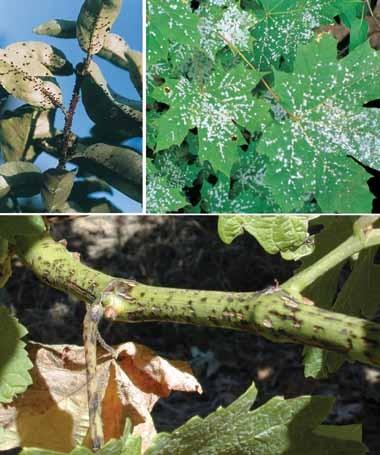 2.3.4 Φόμοψη (Phomopsis viticola) Η ασθένεια είναι διαδεδομένη σχεδόν σε όλες τις αμπελουργικές περιοχές της χώρας μας.