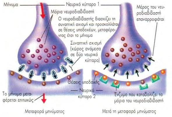 νευρικού κυττάρου. Εκεί υφίσταται ή όχι μεταβολή και μεταδίδεται στη συνέχεια ταχύτατα κατά μήκος του νευράξονα σε πολλά άλλα παραπλήσια κύτταρα.