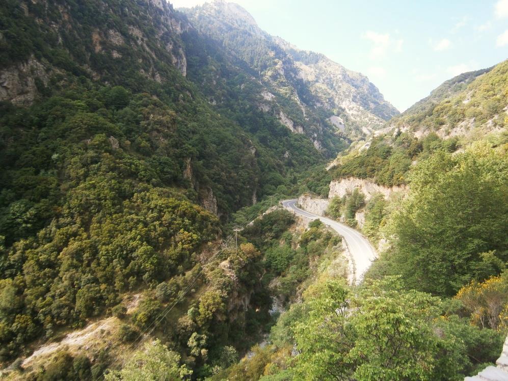Εικόνα 1.4: Δάση με Quercus ilex στην περιοχή μελέτης.