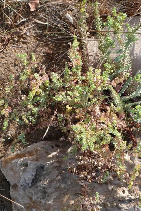 Euphorbia paralias (Euphorbiaceae) ΚΙΝΔΥΝΕΥΟΝ