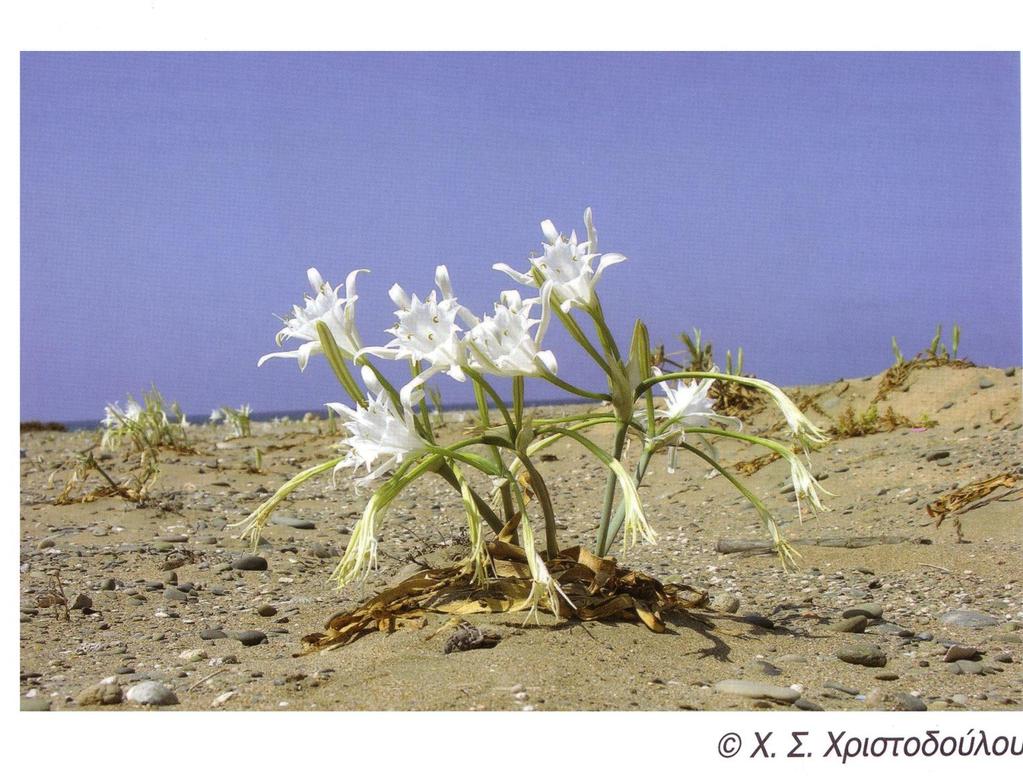 Pancratium maritimum (Amaryllidacea) Κρίνο της θάλασσας ΕΓΓΥΣ ΑΠΕΙΛΟΥΜΕΝΟ