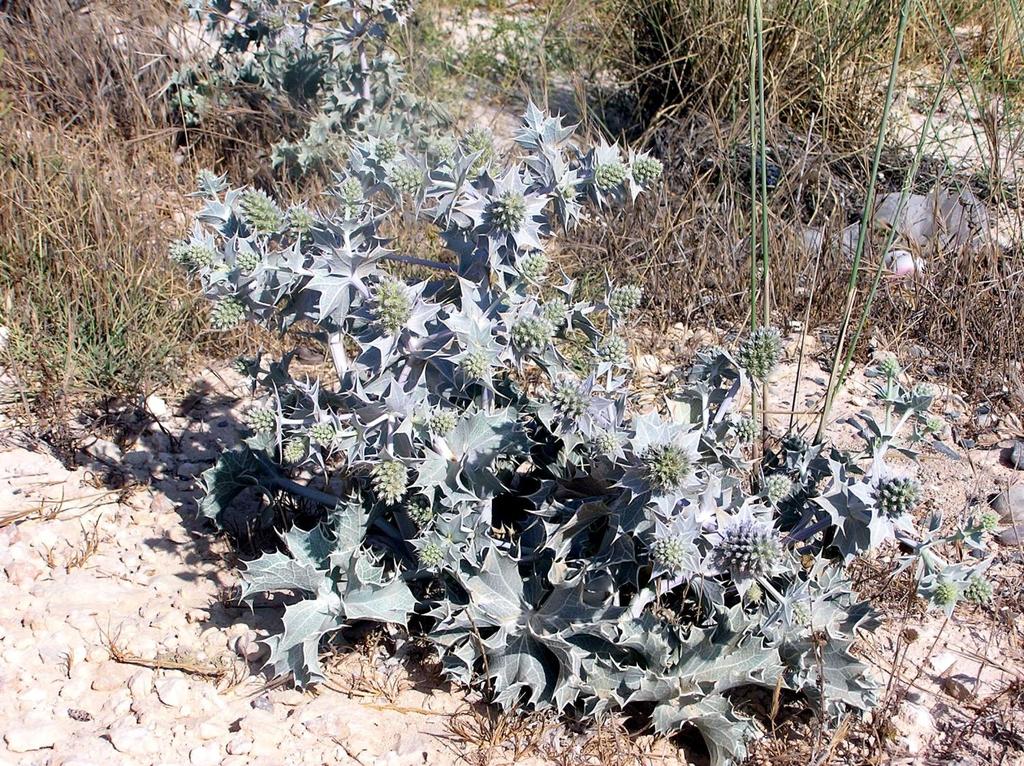 Eryngium maritimum (Umbelliferae) Κυριάκος