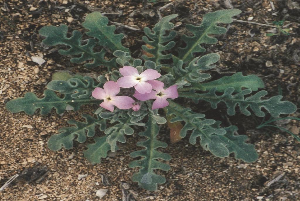 Matthiola tricuspidata (Cruciferae)