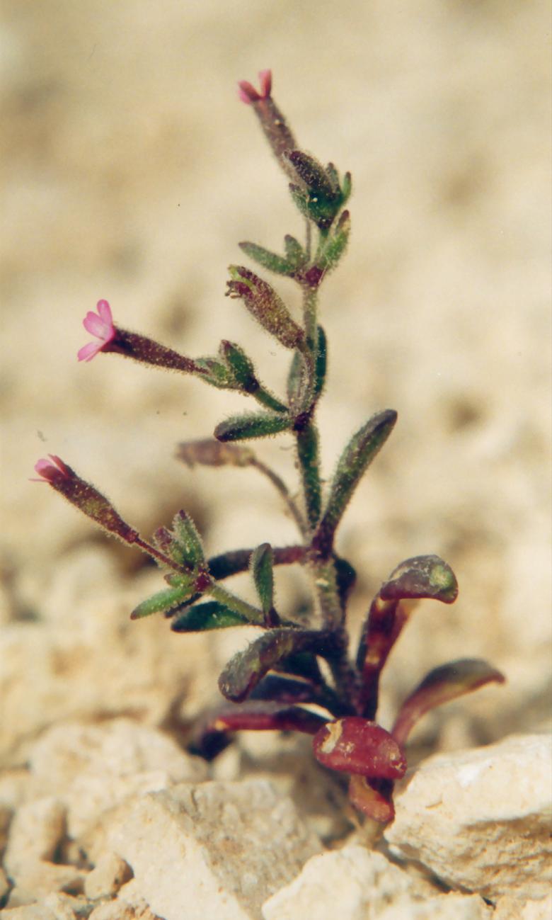 Silene sedoides