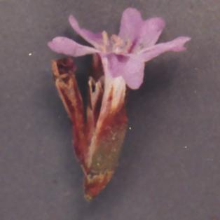 Limonium