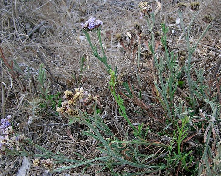 Limonium sinuatum (Plumbaginaceae) Αθάνατο Κυριάκος Κεφάλας Όρθιο ή