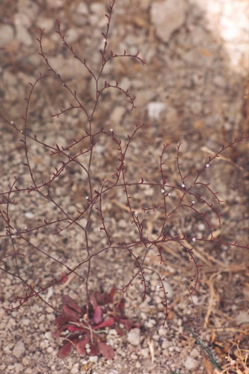 Limonium echioides