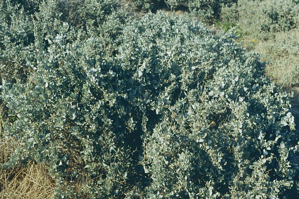 Atriplex