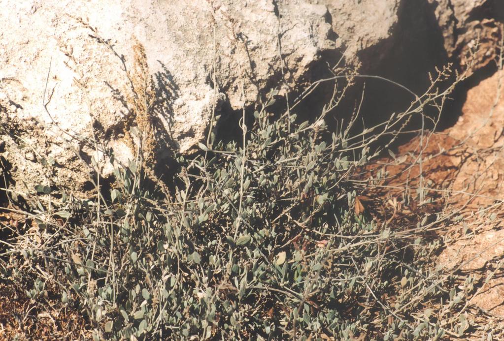 Halimione portulacoides