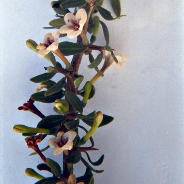 (Solanaceae)