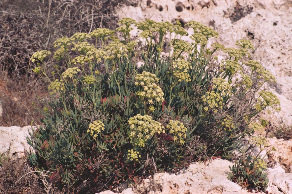Crithmum maritimum (Umbelliferae) Κίρταμα, Κάρδαμα Γονατιστή