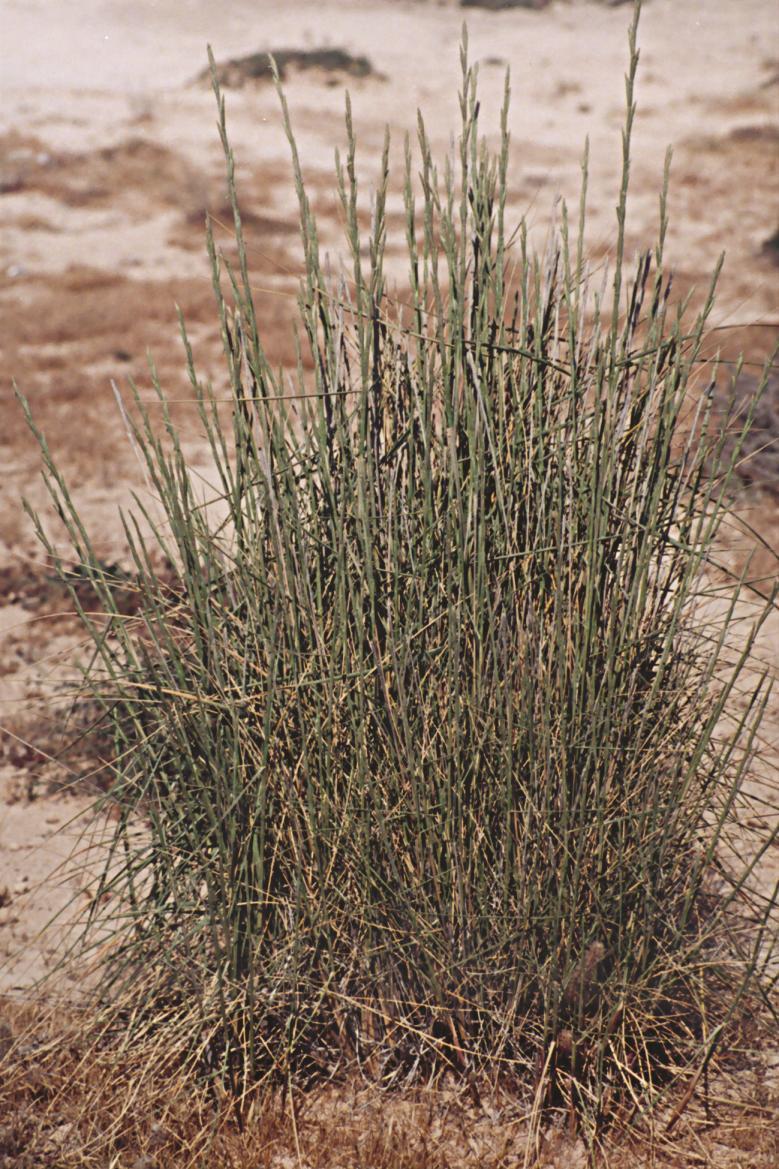 Agropyron junceum