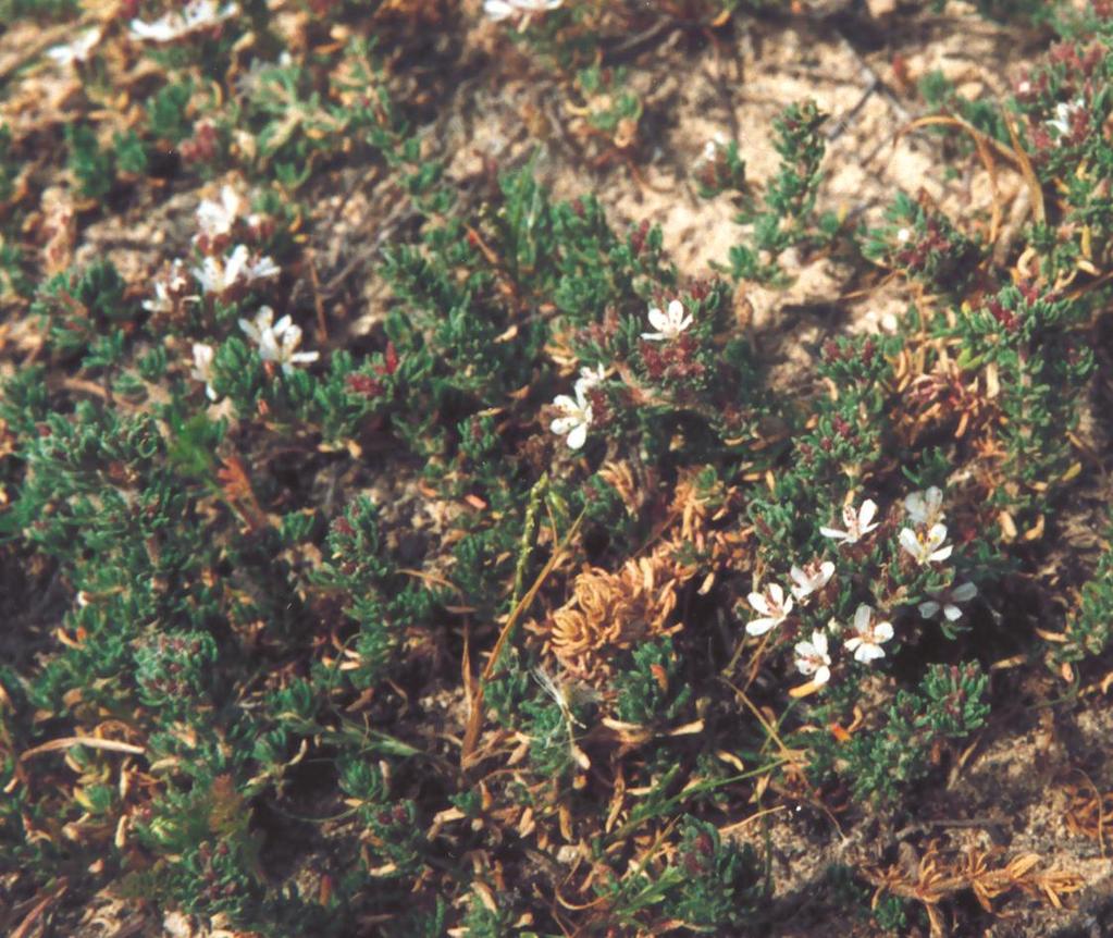Frankenia hirsuta