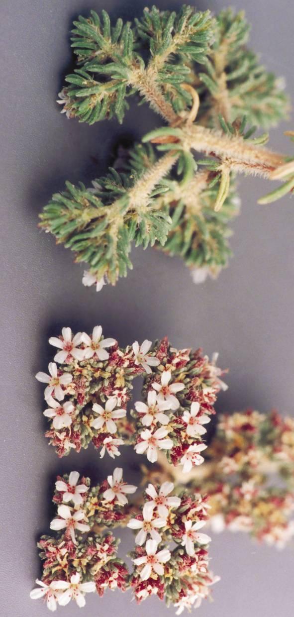 (Frankeniaceae)