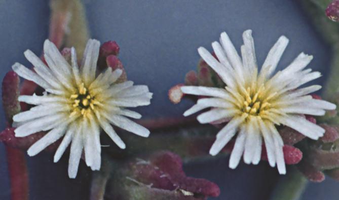 Mesembryanthemum notiflorum