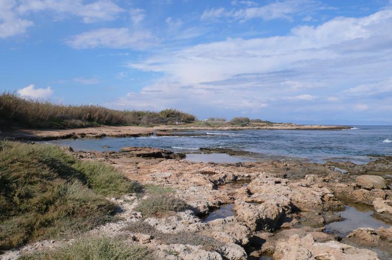 Είναι δαντελωτή, με πολλούς μικρούς
