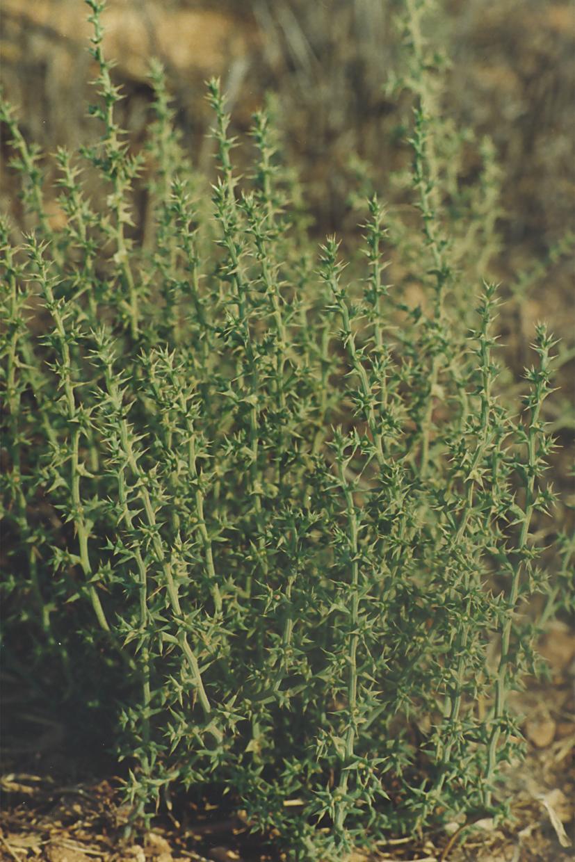 Salsola kali