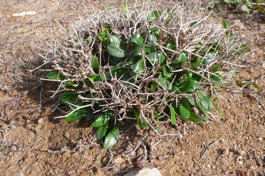 Cichorium spinosum (Compositae)
