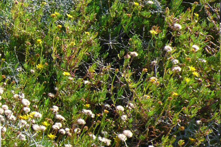 Inula crithmoides