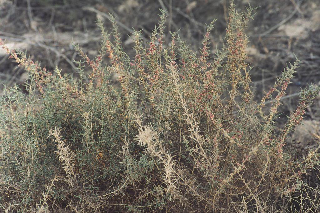 Noaea mucronata
