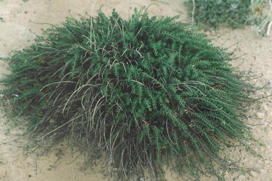Euphorbia cassia