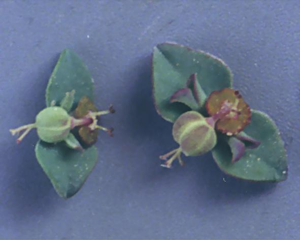 ως 50cm Ανθ.
