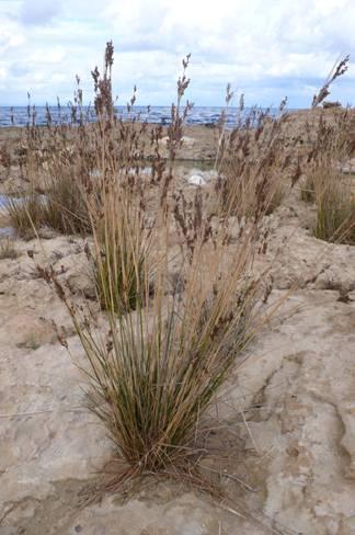 Juncus heldreichianus