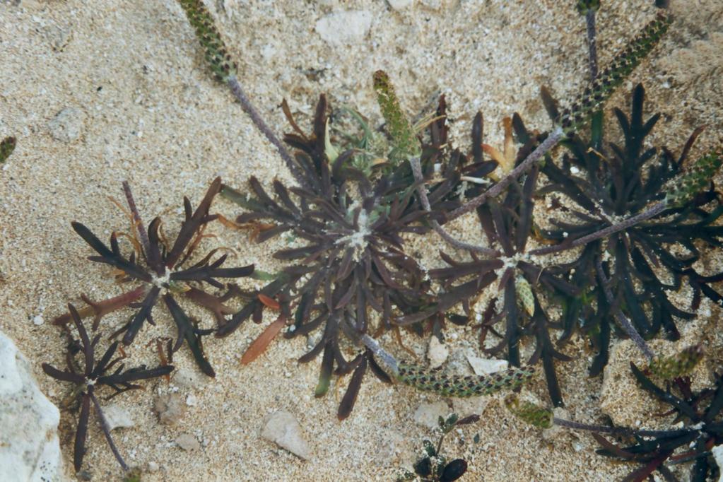 Plantago coronopus ssp.