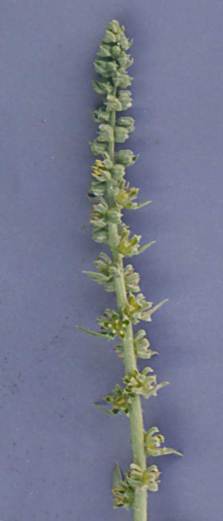 Beta vulgaris ssp.