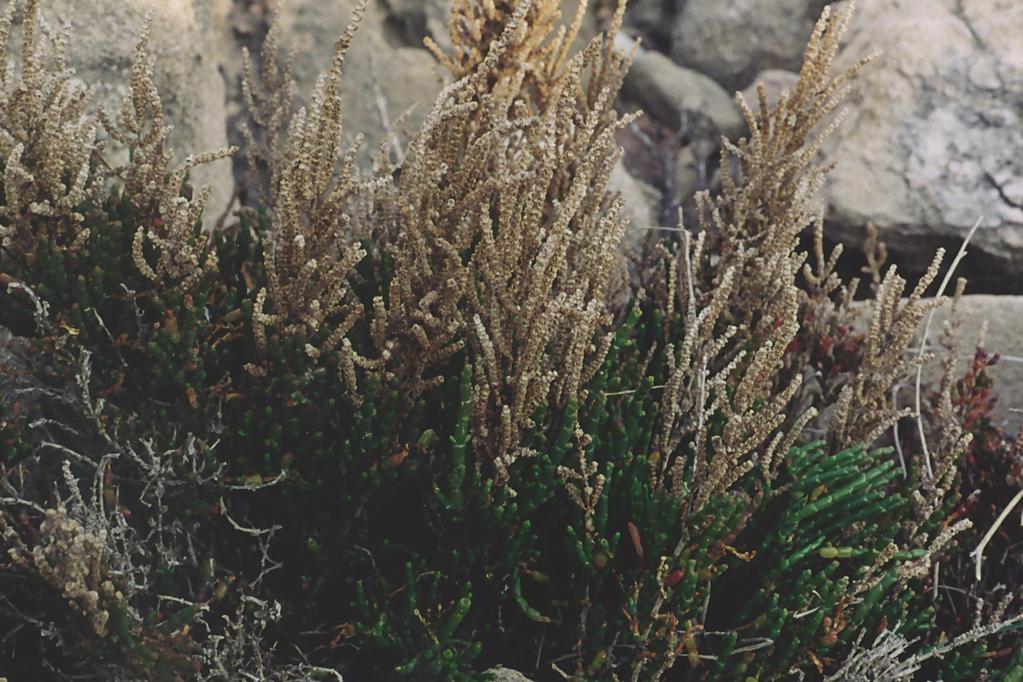 Salicornia fruticosa
